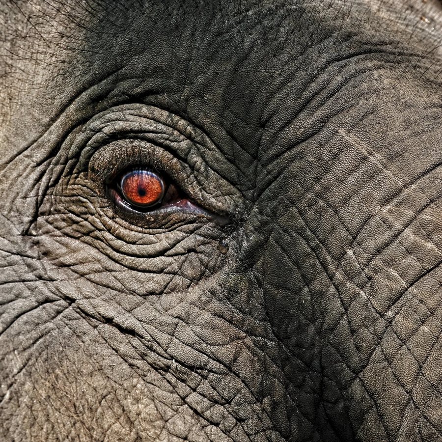 Close-up of an elephant's eye.