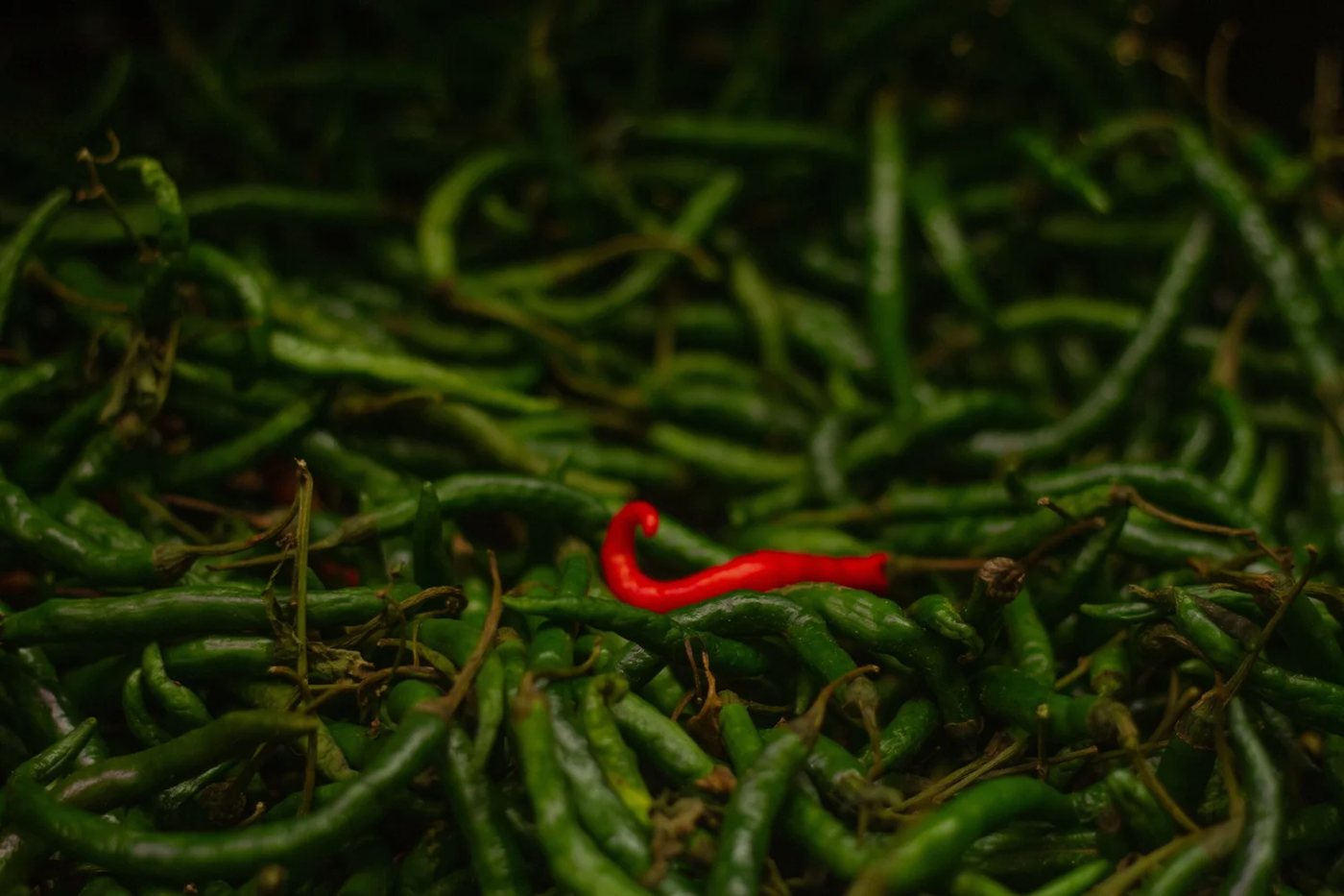 A heap of green chillies with a single red one among them.